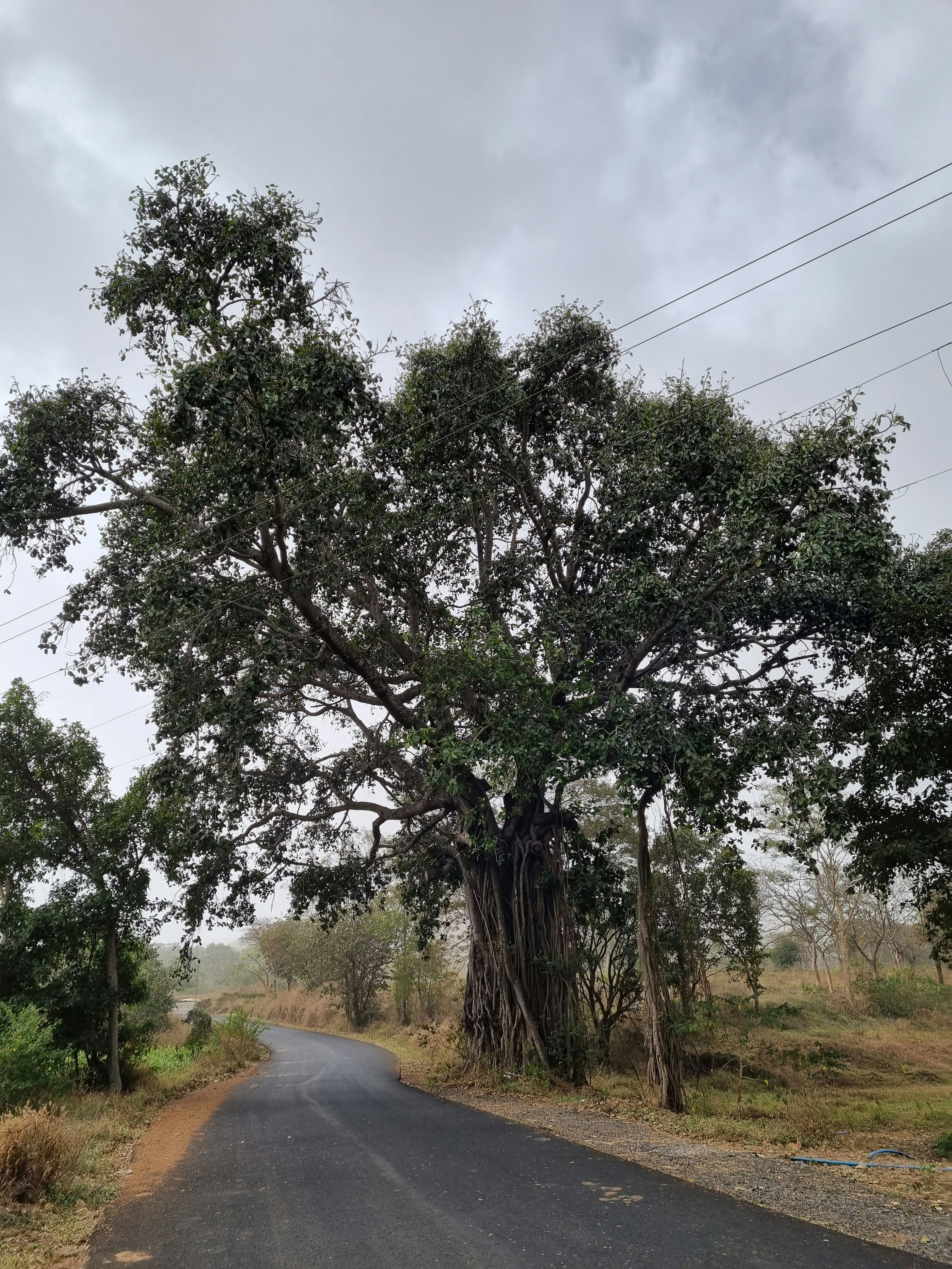 un árbol al costado de una carretera