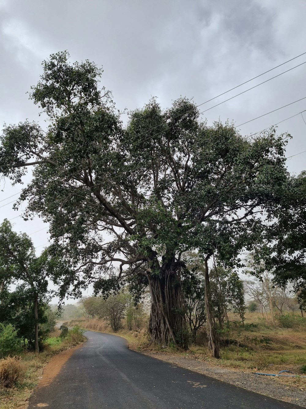 a tree on the side of a road