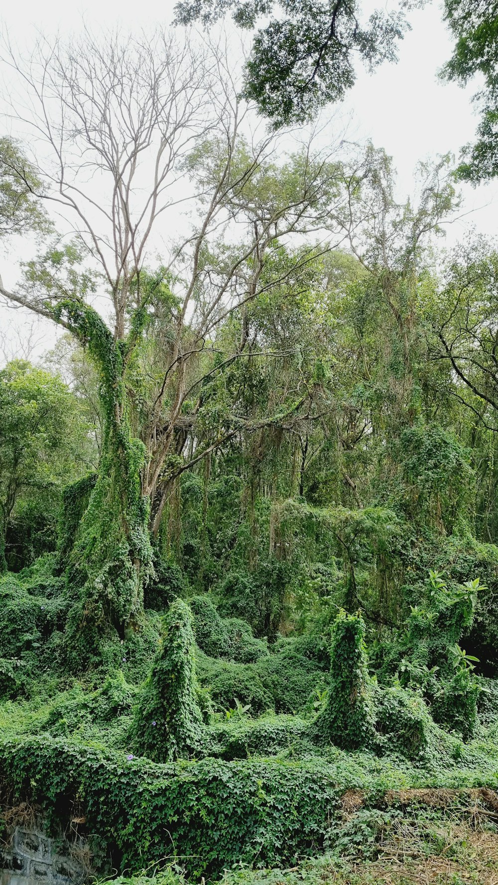 a group of trees