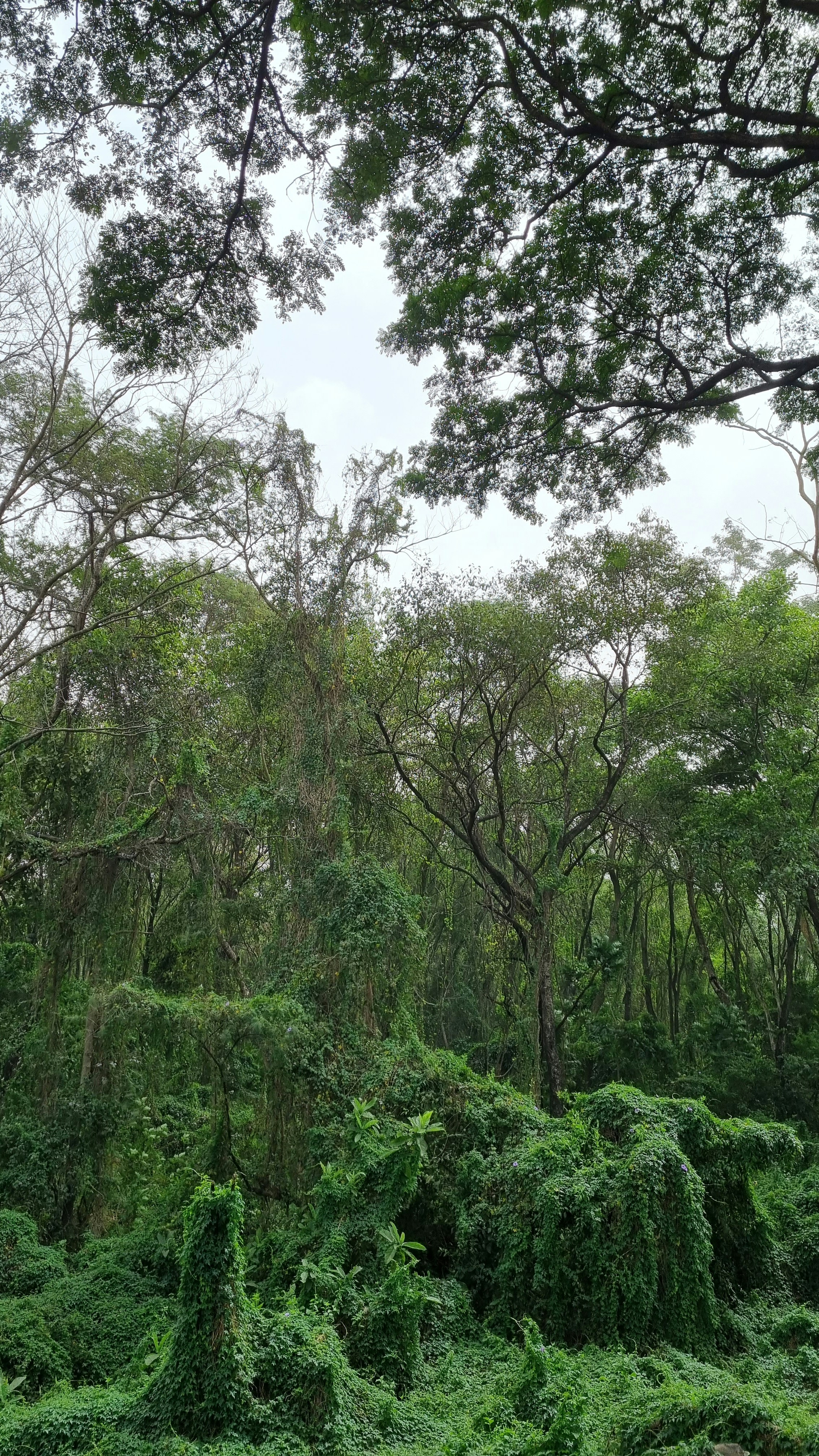 un bosque de árboles