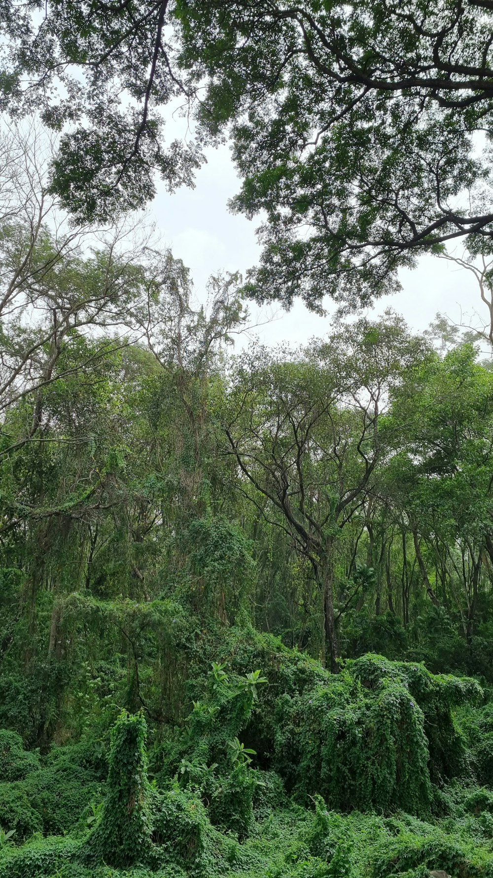 a forest of trees