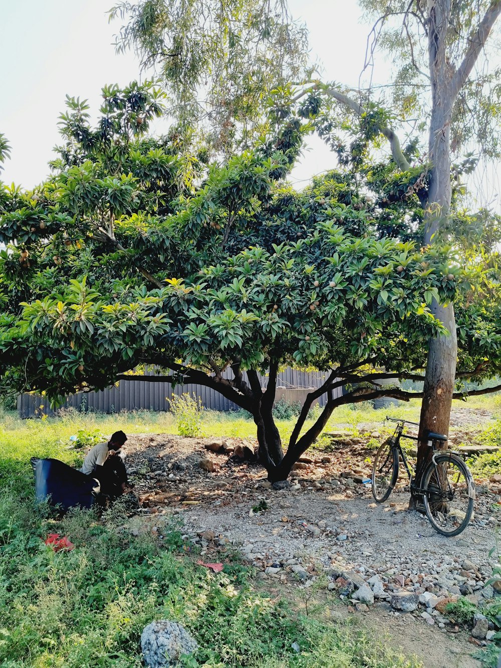 a person sitting under a tree