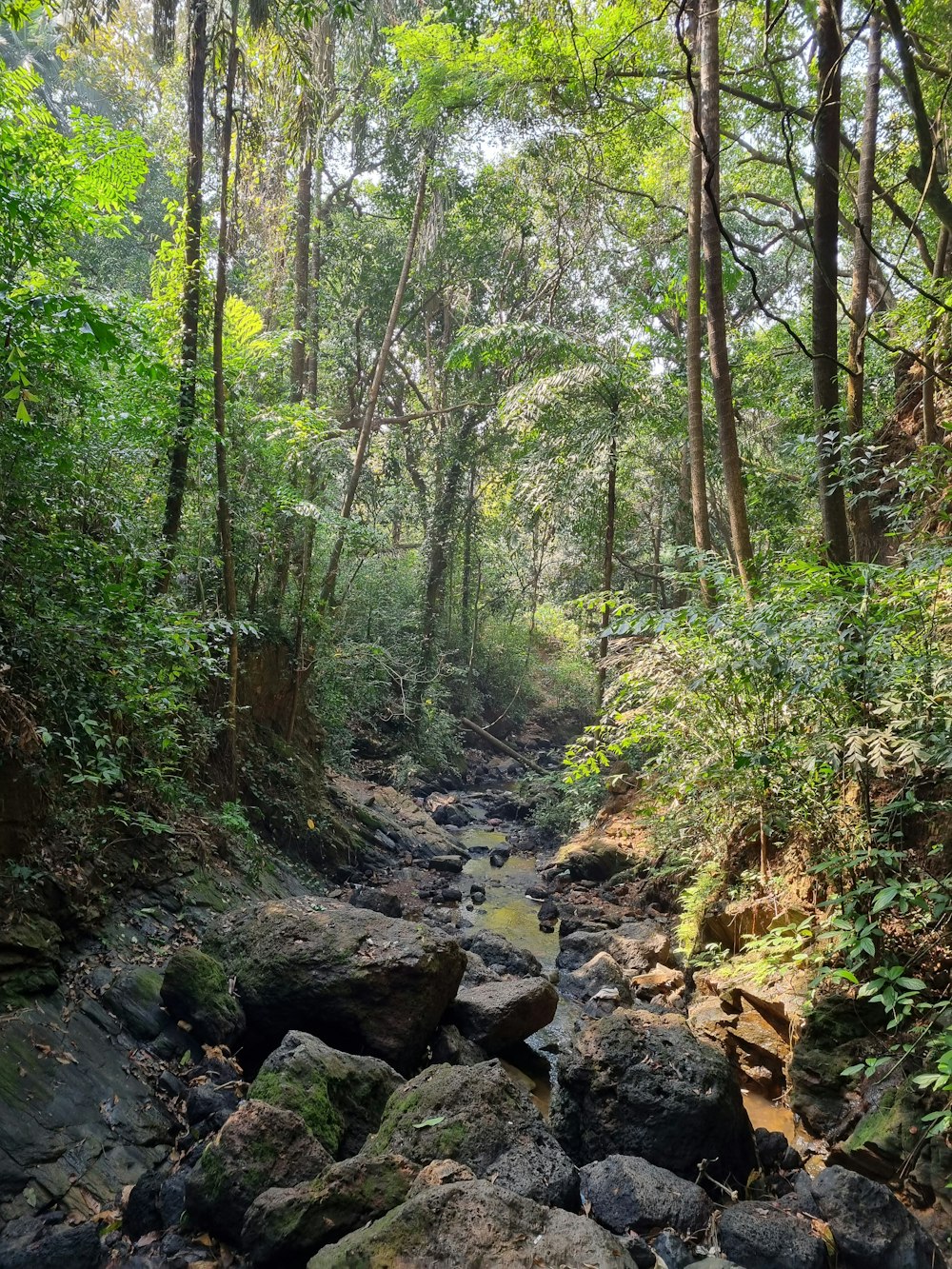 a creek in the woods