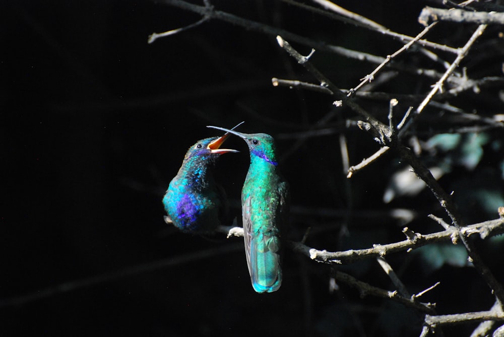 a bird sitting on a tree branch