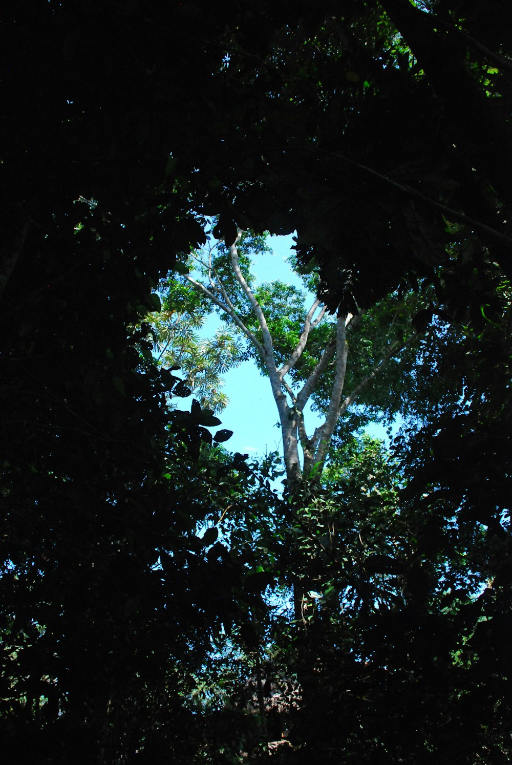 looking up at trees and blue sky