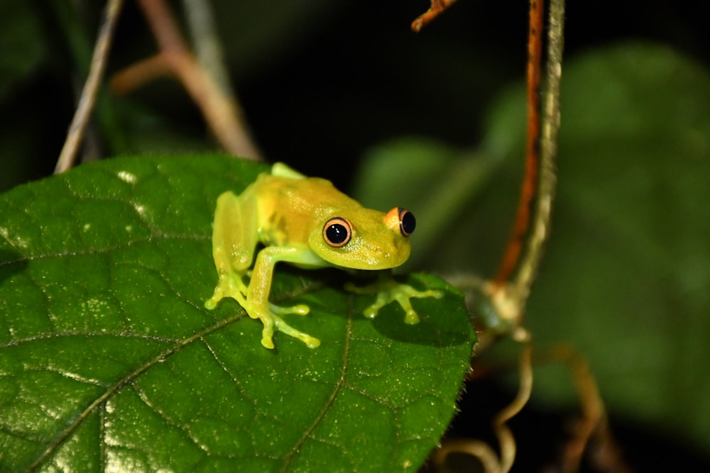 a frog on a leaf