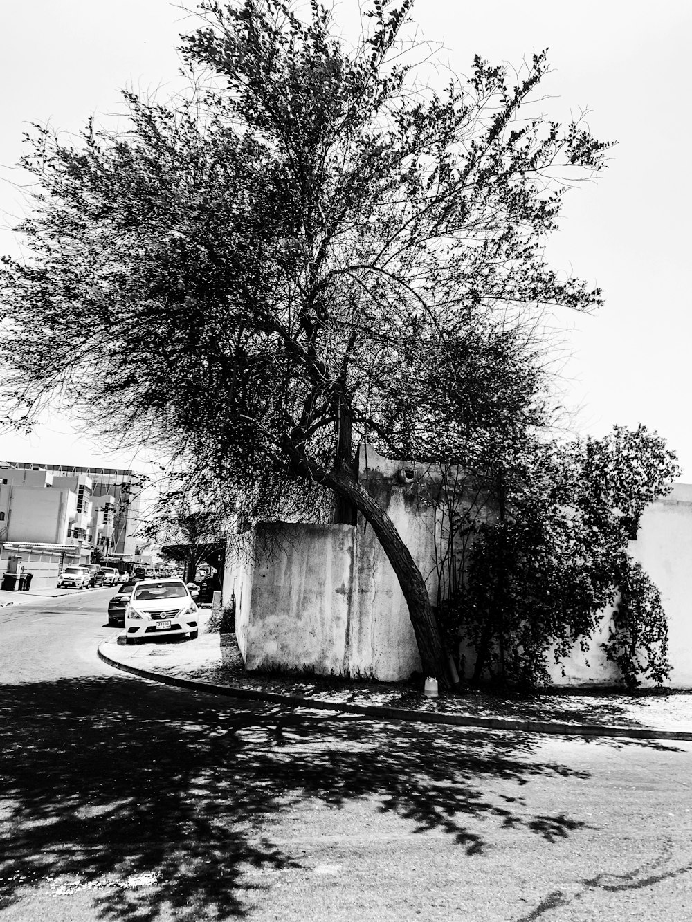 a tree with a car parked in front of it