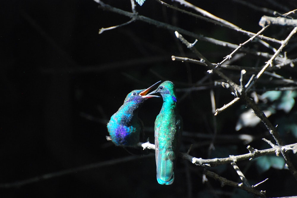 a bird on a branch