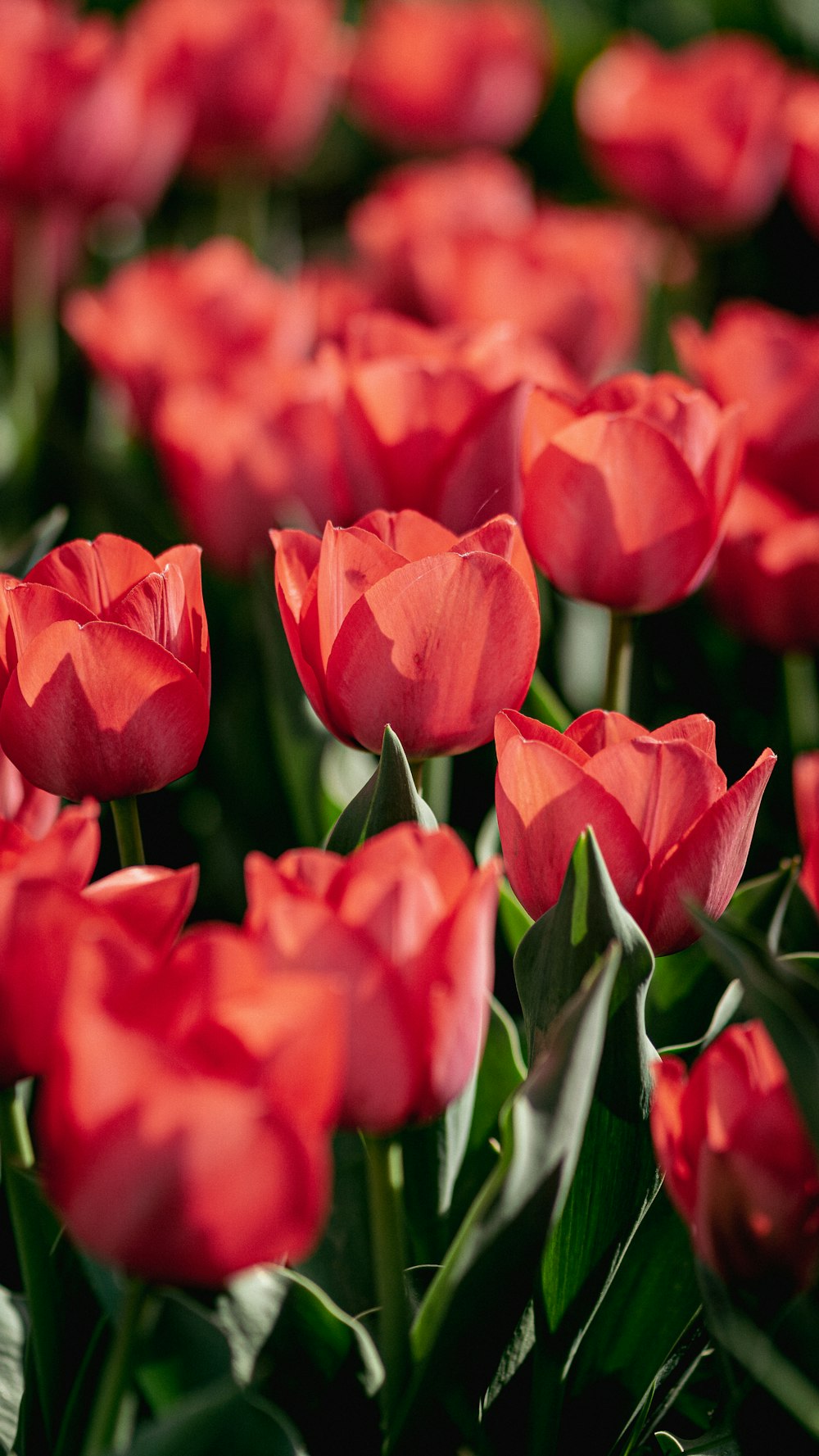 a group of red flowers