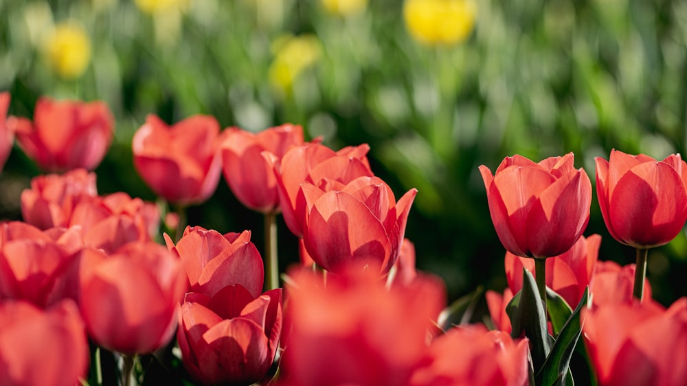 a group of red flowers