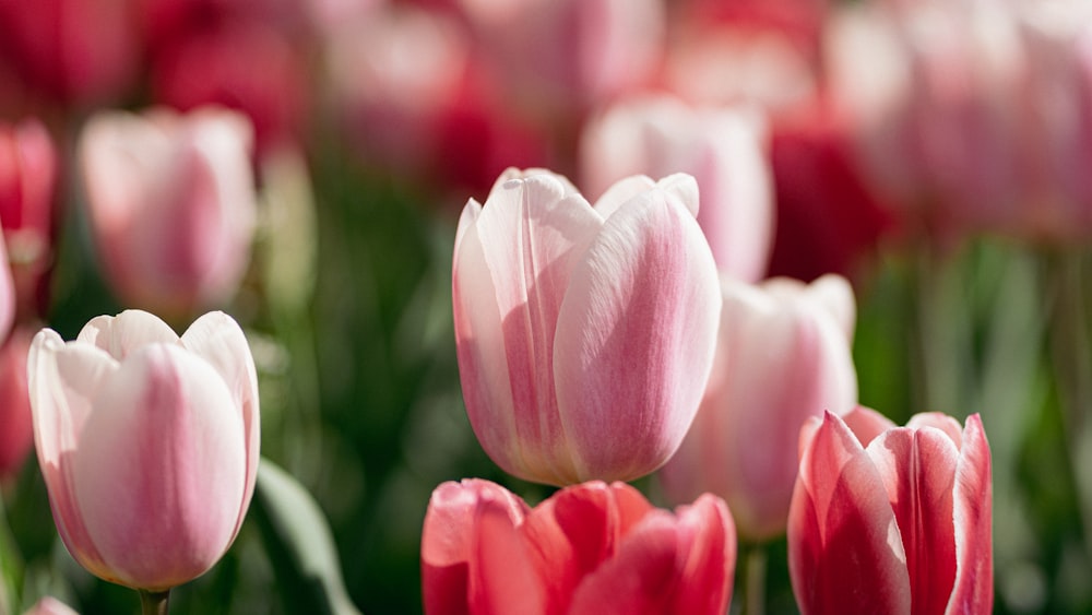 a close up of a flower