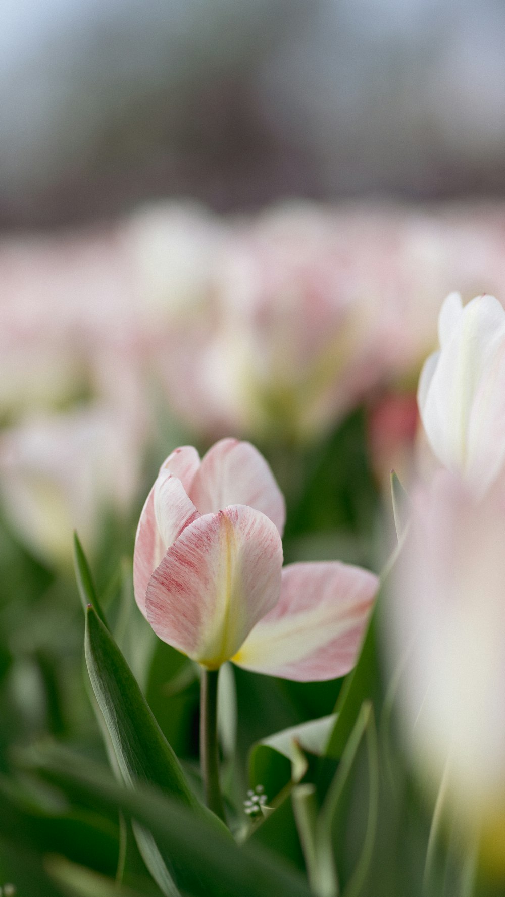 a close up of a flower