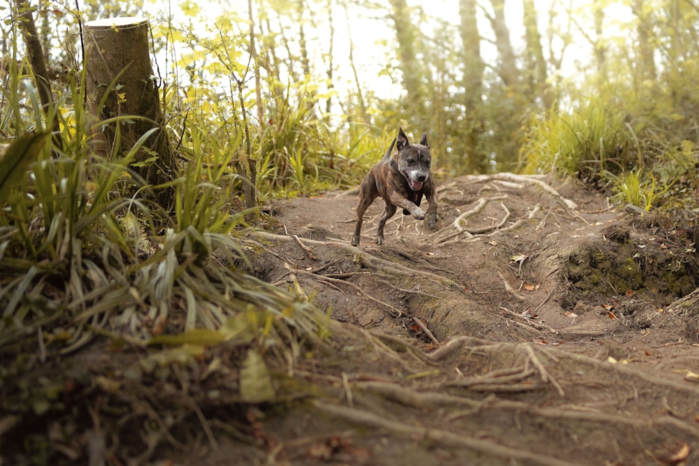 a dog running through a forest