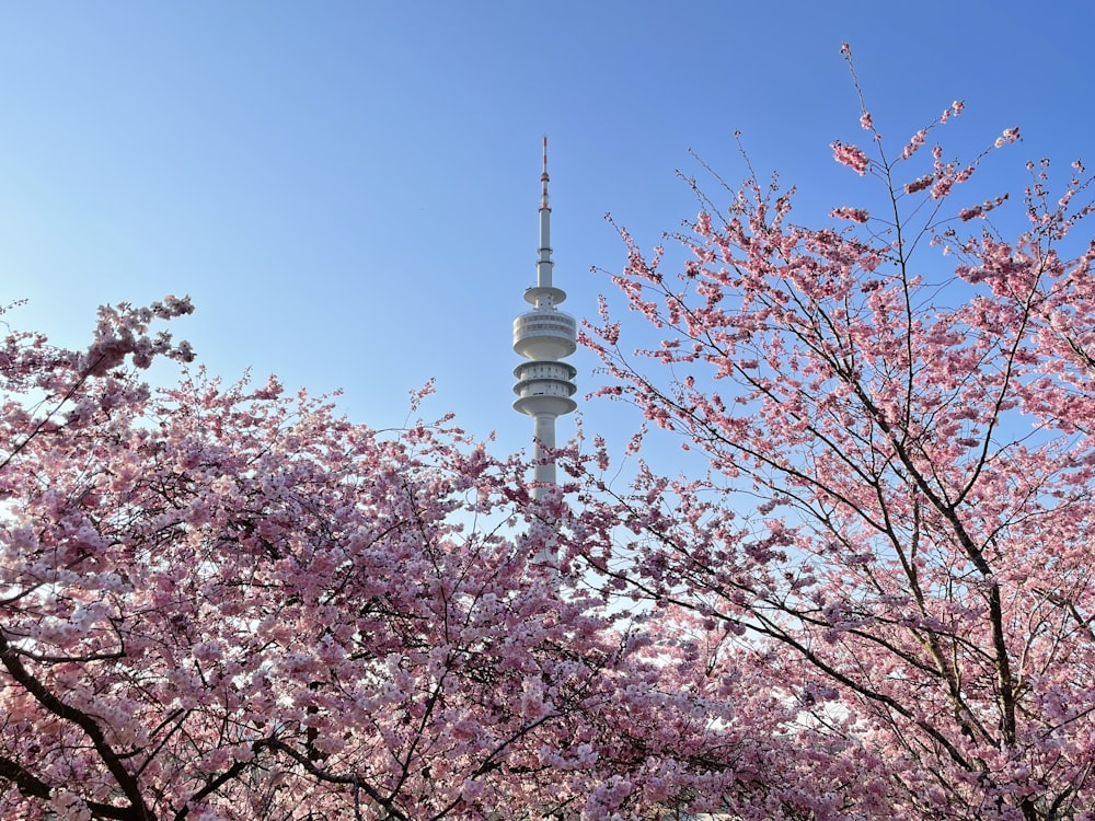 a tall tower behind cherry blossoms