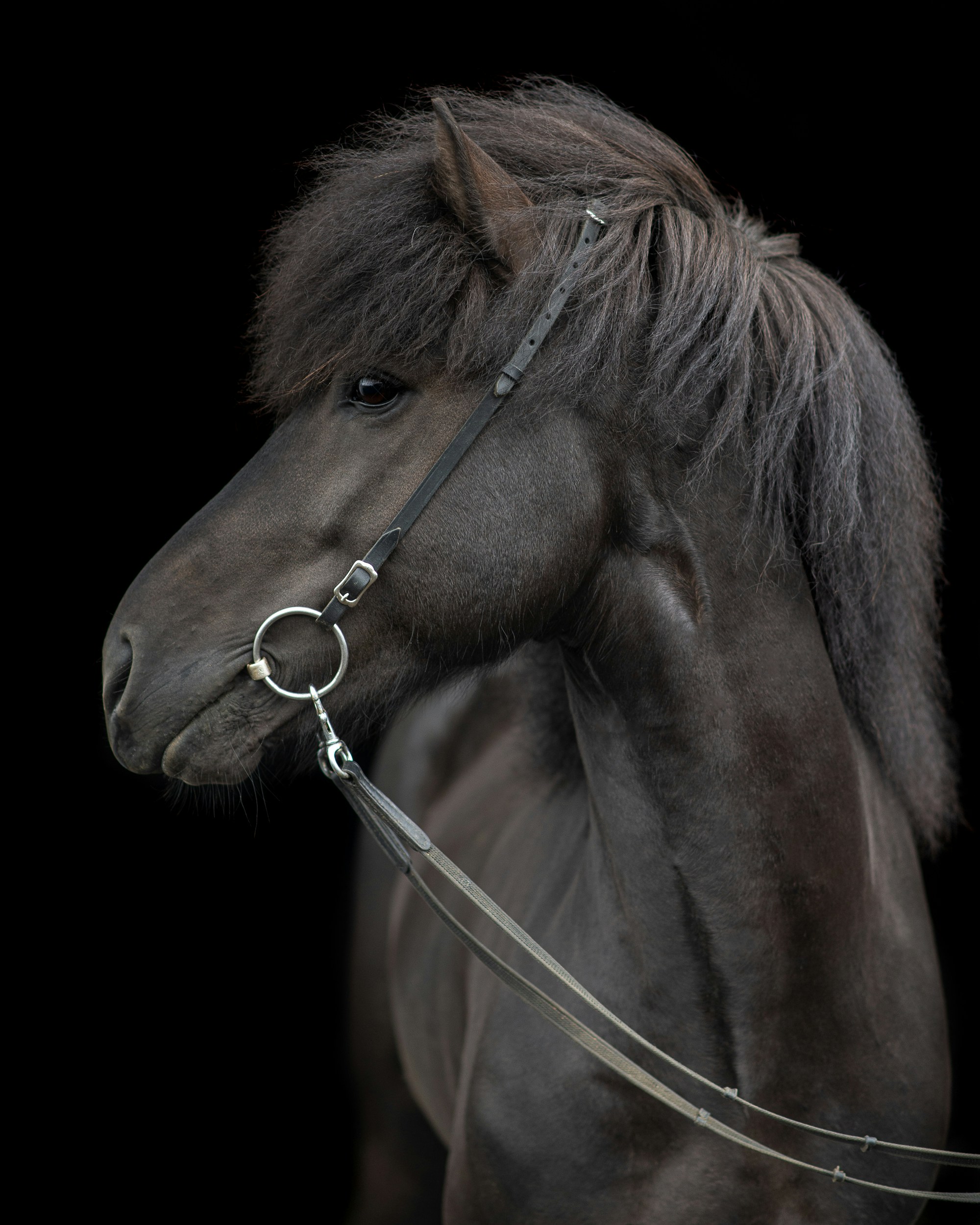 a horse with a rope around its neck