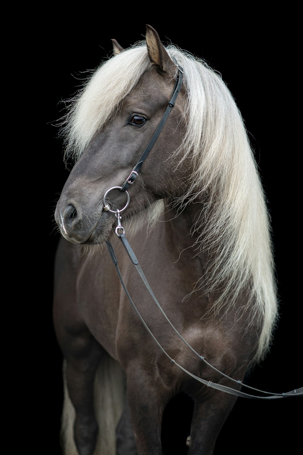 a white horse with a long mane