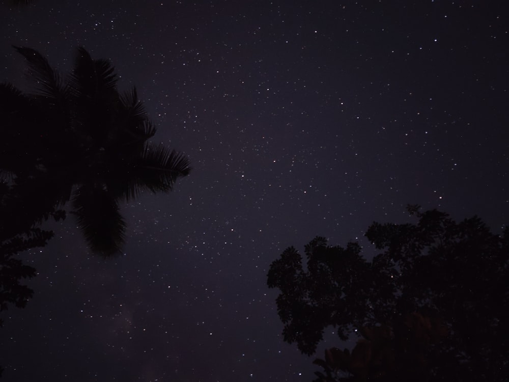 a tree with stars in the sky
