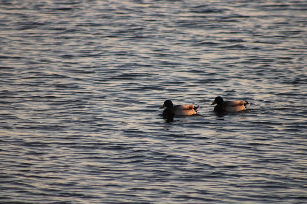 Canards nageant dans l’eau