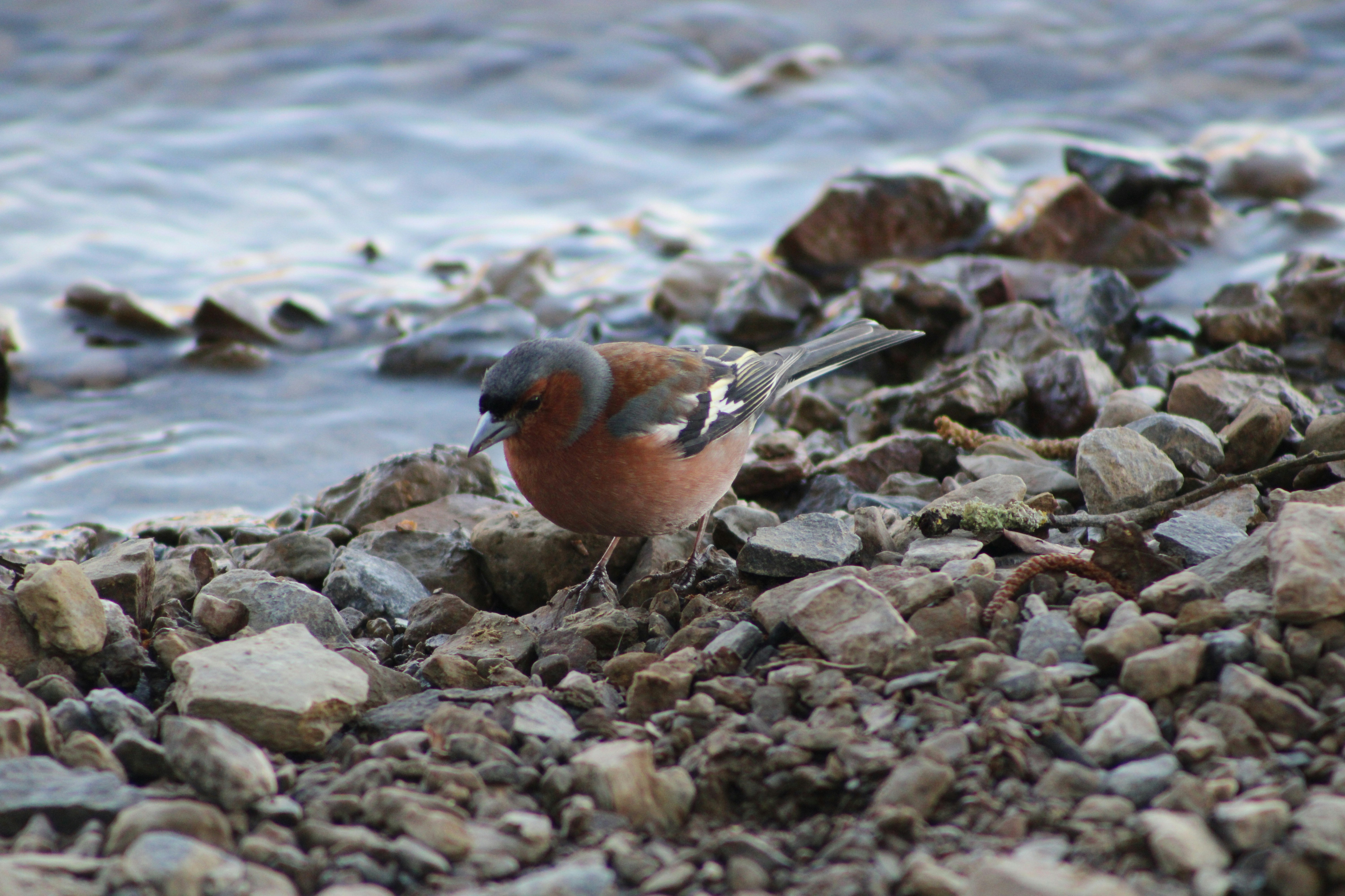a bird standing on a rocky beach
