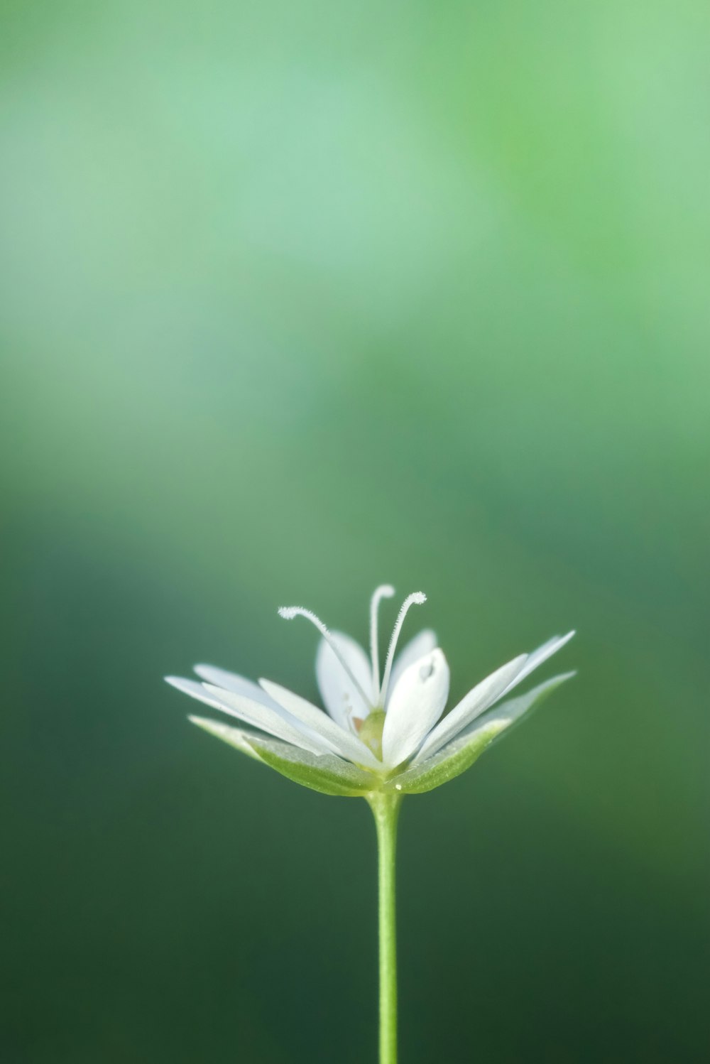 Un primer plano de una flor