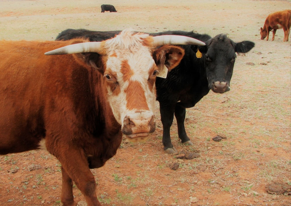 a group of cows stand in a field