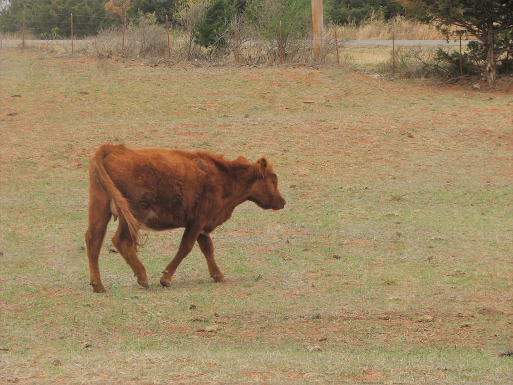 Una vaca caminando en un campo