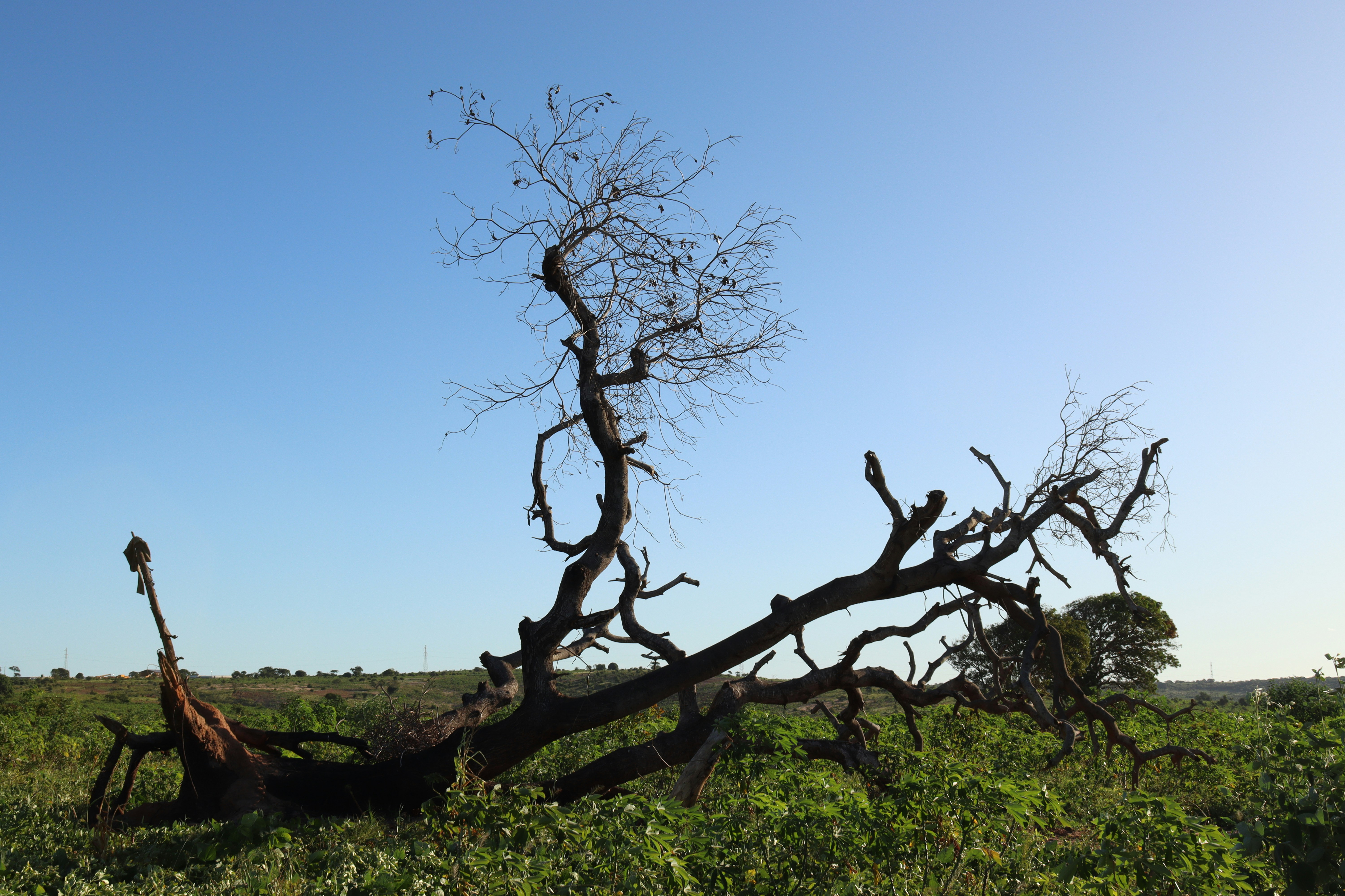 Photo by guerzeneldo