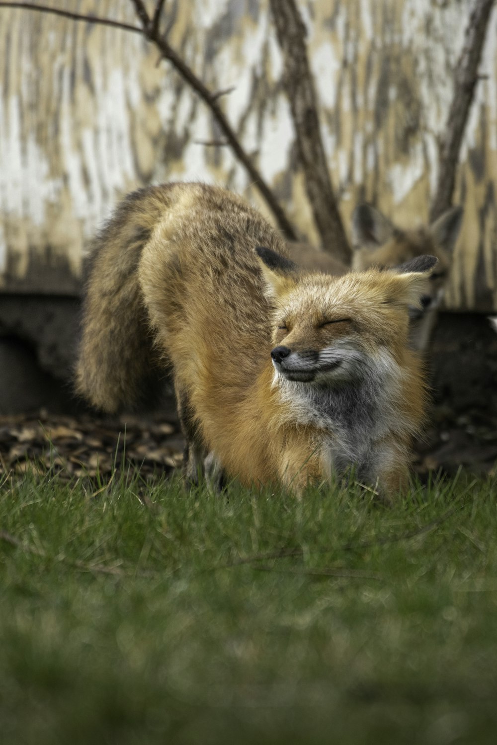 a fox lying in the grass