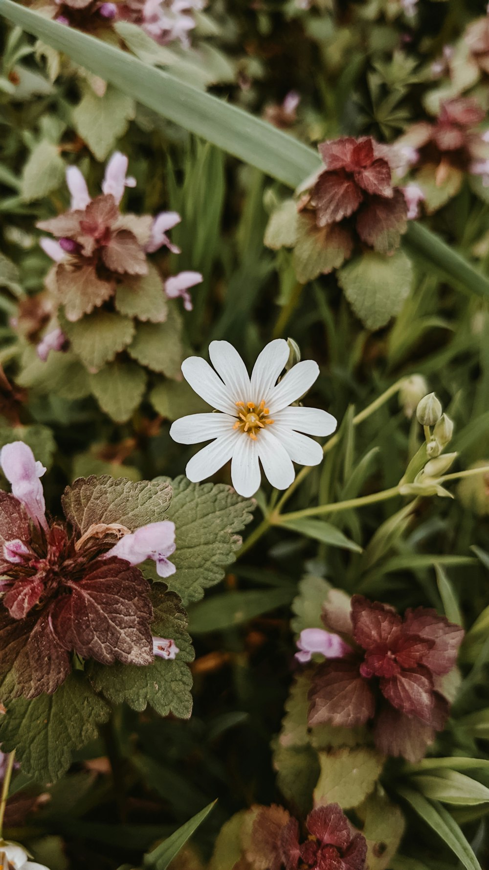 a group of flowers