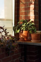 A cozy home garden with fresh vegetables and herbs in small pots on a sunny windowsill.