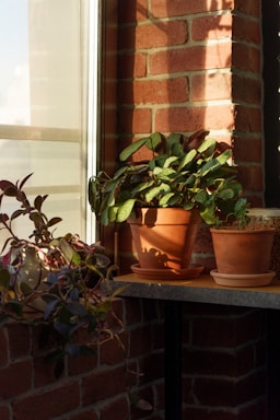 A cozy home garden with fresh vegetables and herbs in small pots on a sunny windowsill.
