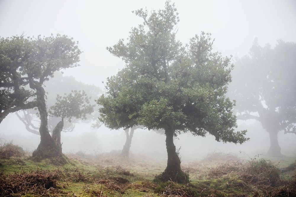 a group of trees in a foggy field