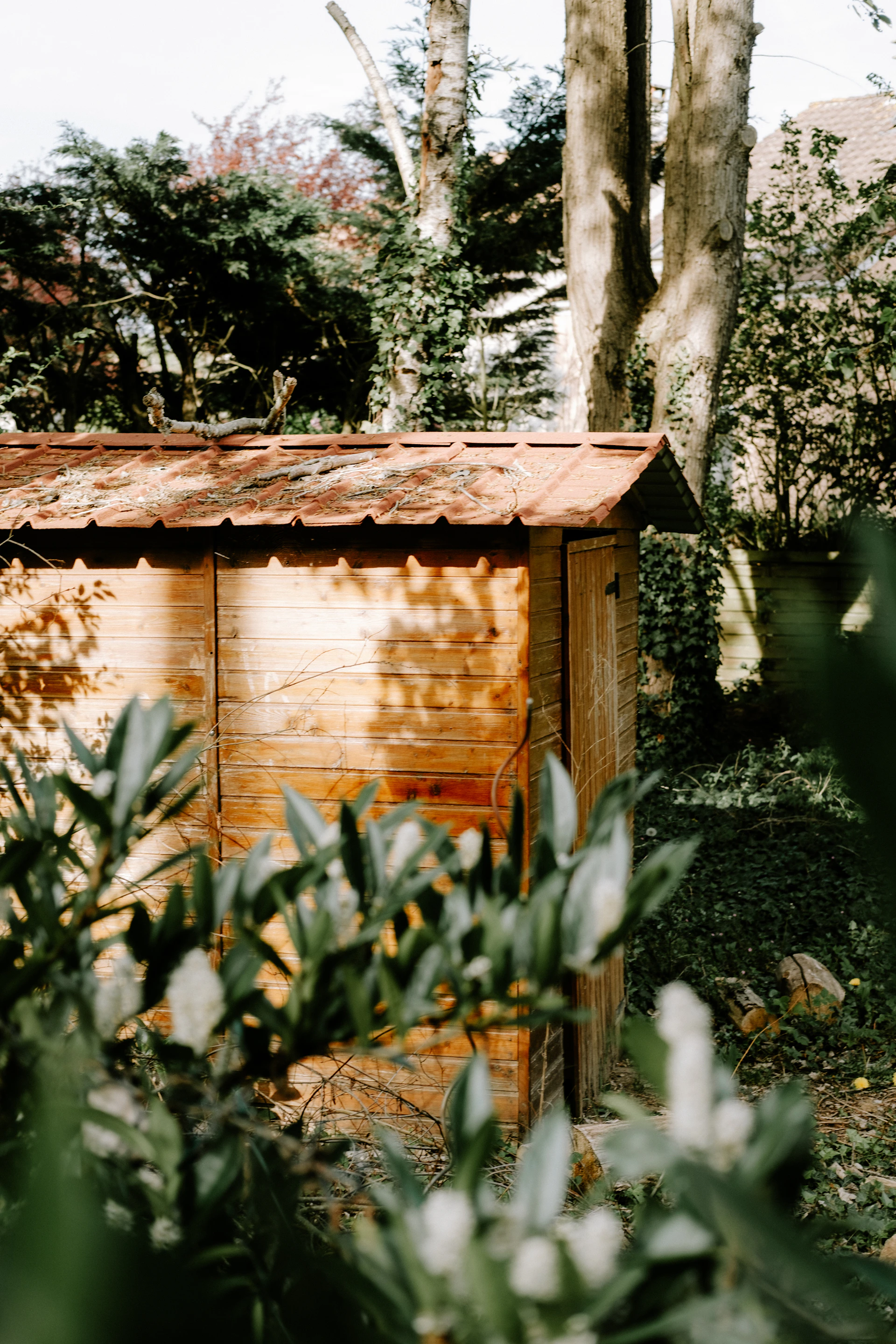 a wooden shed in the woods