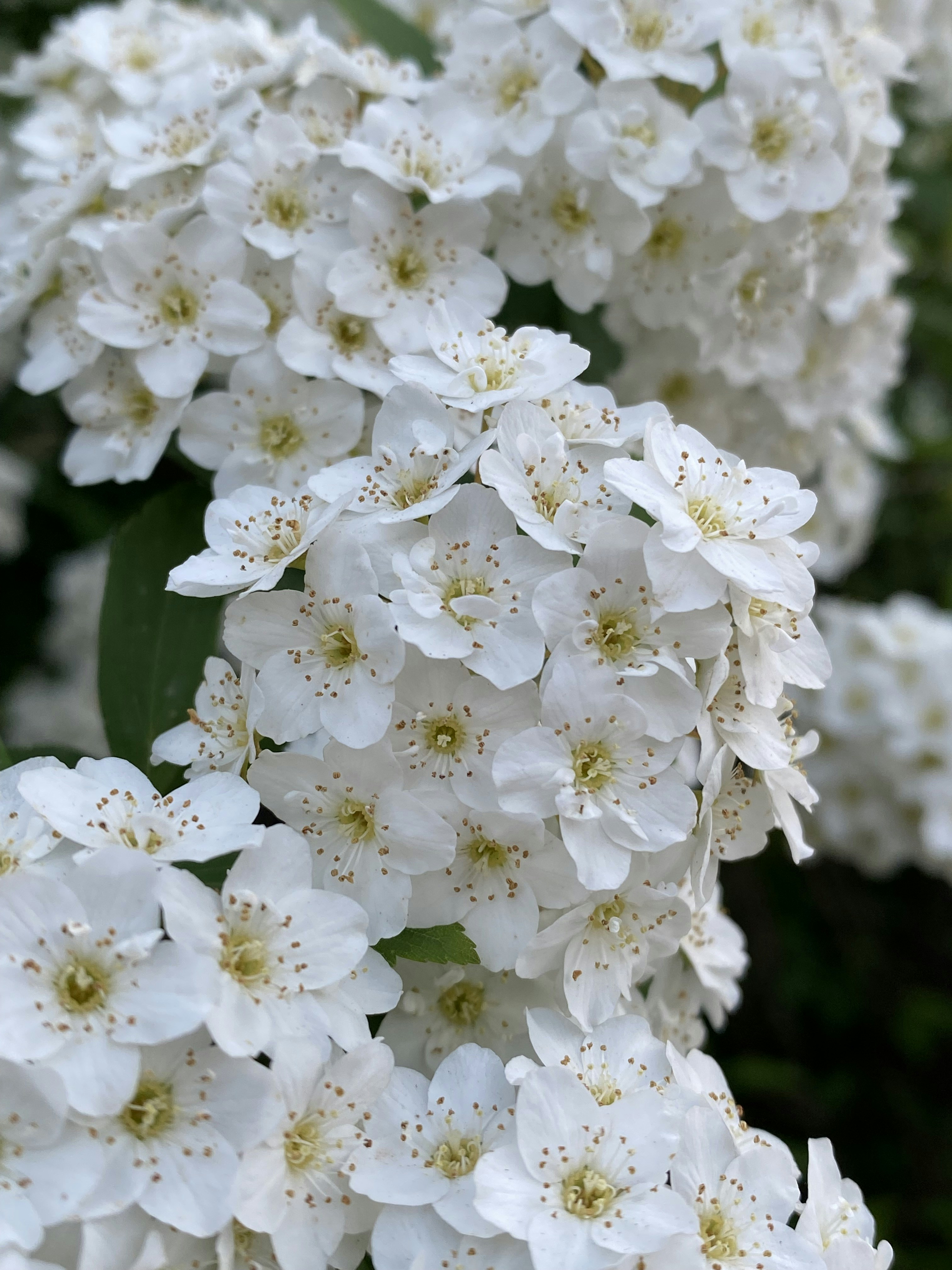 Photo by thallasophile