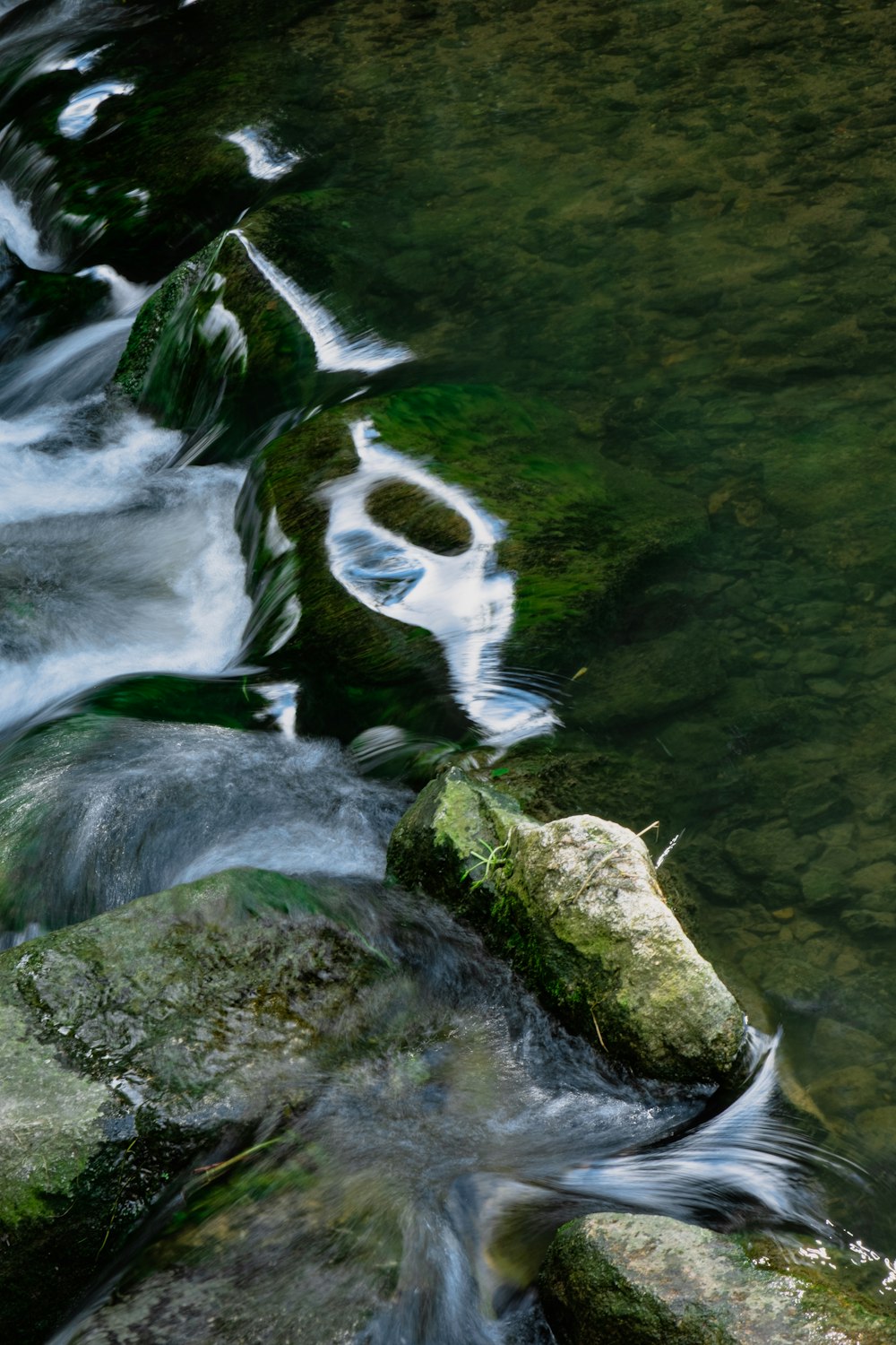 a group of fish swimming in water