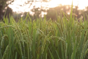 A lush field of vibrant green rice plants is illuminated by the soft, warm glow of a setting or rising sun. The grains are visible on the stalks, indicating a stage of growth before harvest. The background is slightly blurred, providing a serene and natural atmosphere.