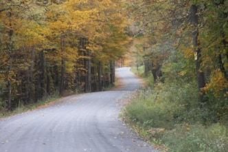 a road with trees on either side