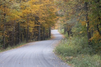 a road with trees on either side