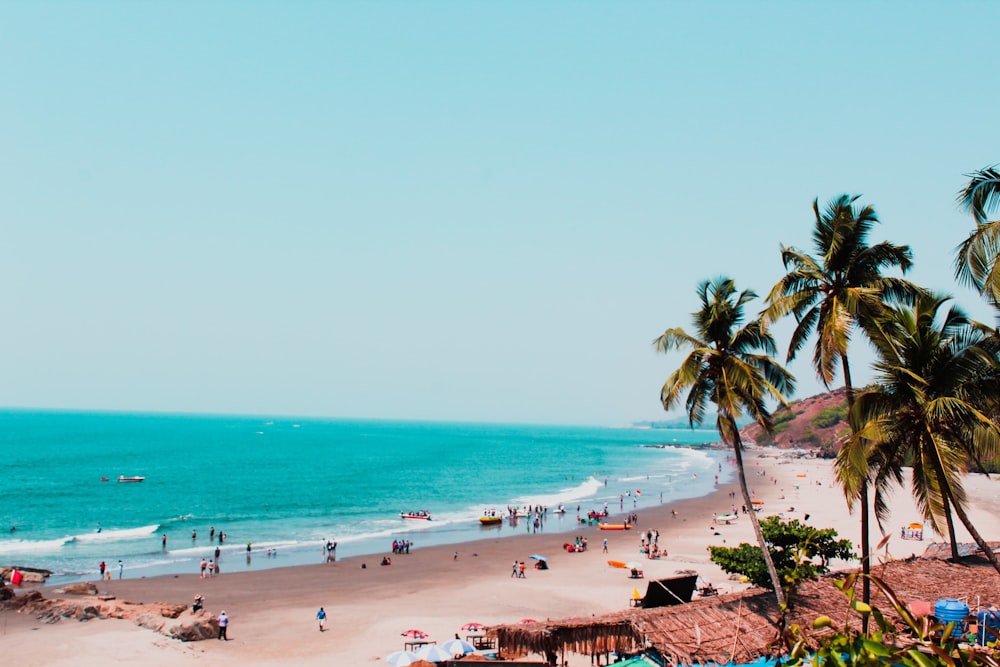 a beach with palm trees and a body of water