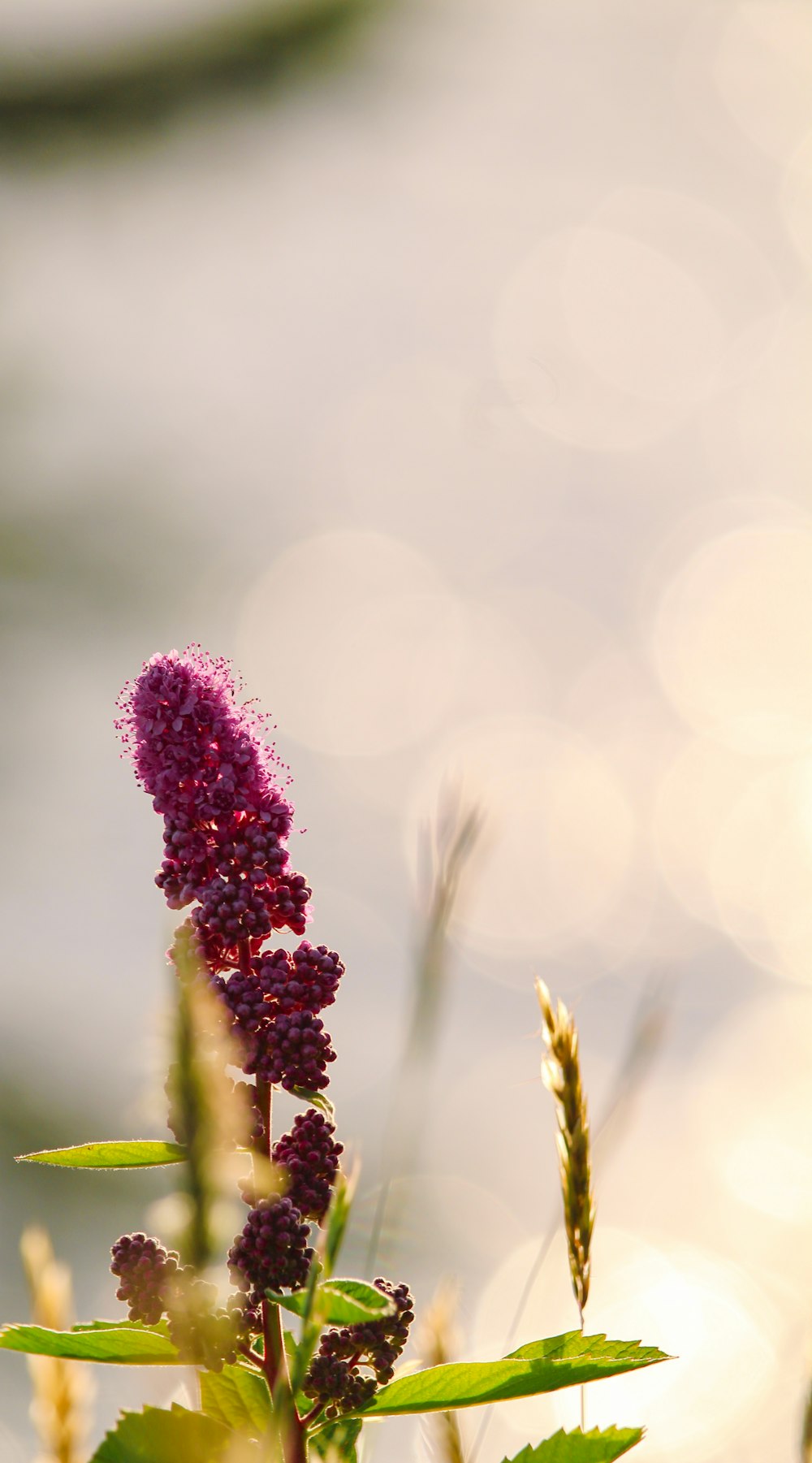 a close-up of a plant