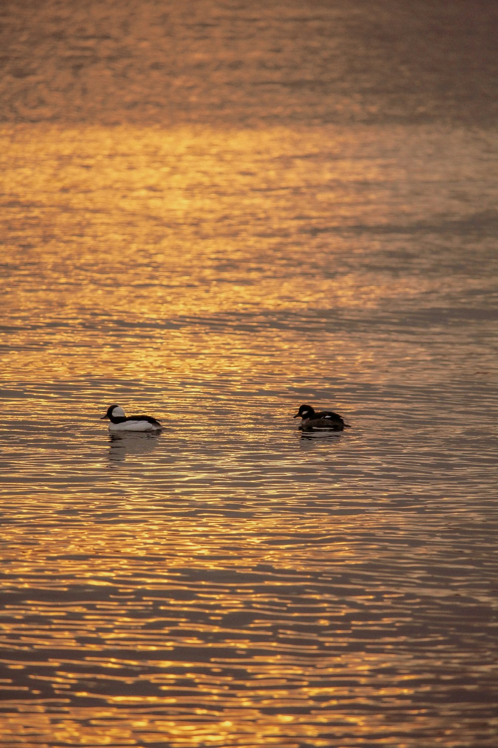 ducks swimming in a lake