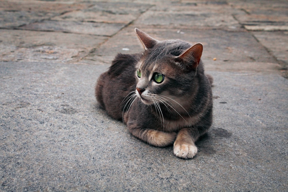 a cat lying on the ground