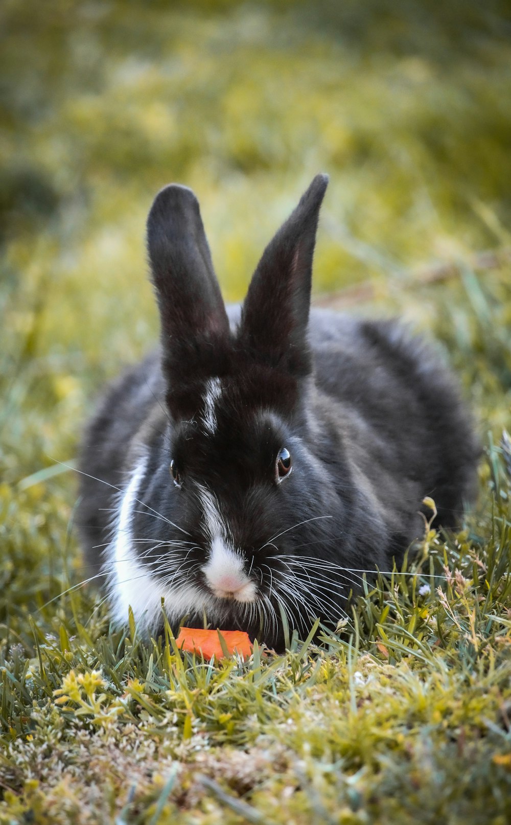 a black and white rabbit