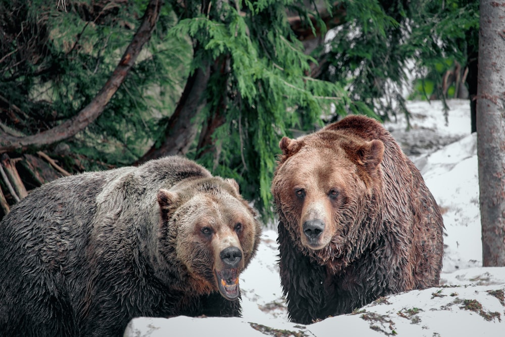 a couple of bears in the snow