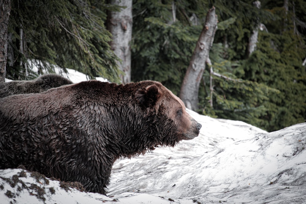 a bear in the snow