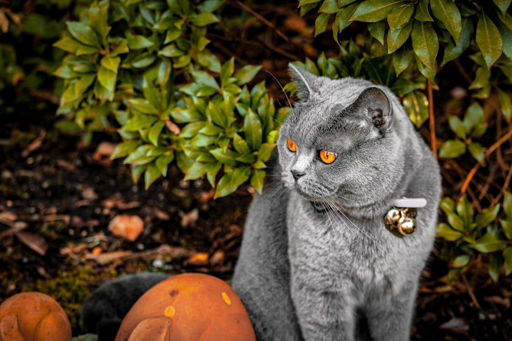 a grey cat with a butterfly on its head