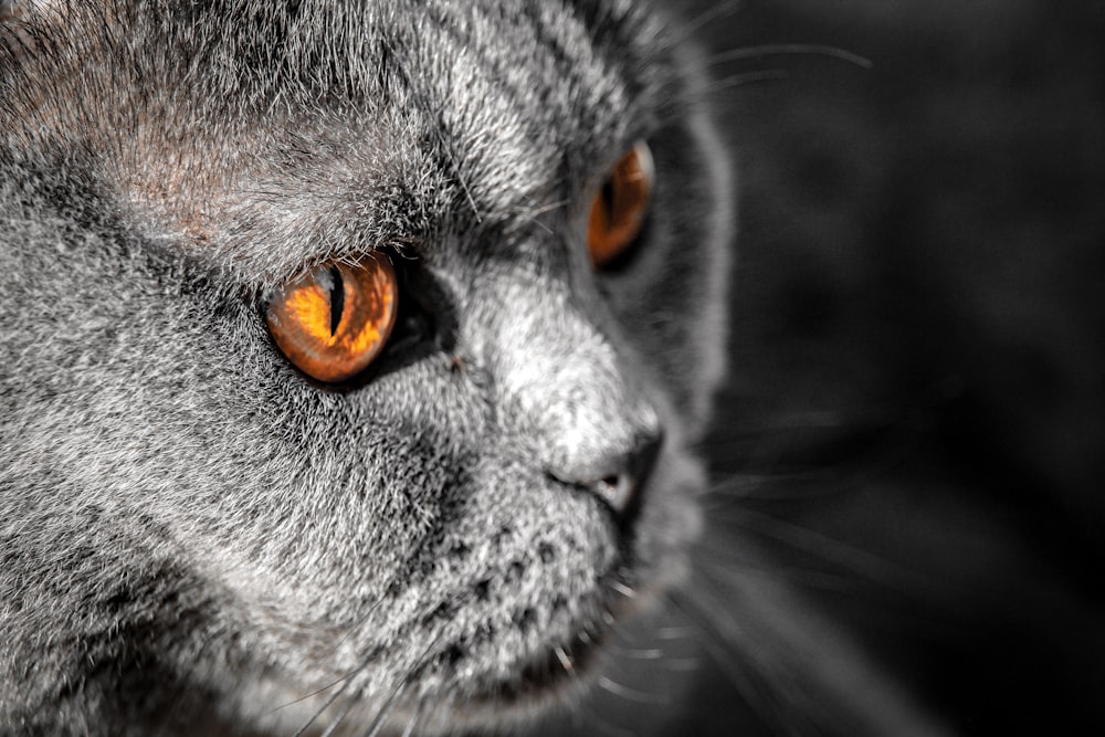 Un primo piano di un gatto