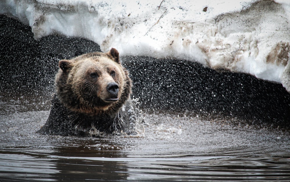 a bear in the water