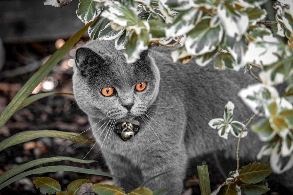 Un gato sentado en un arbusto