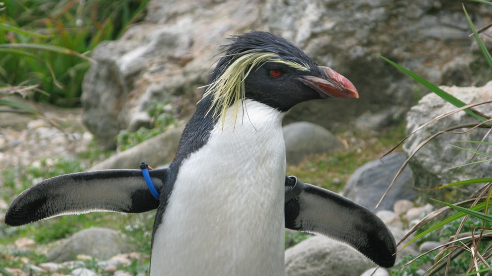 a penguin with a blue and black head